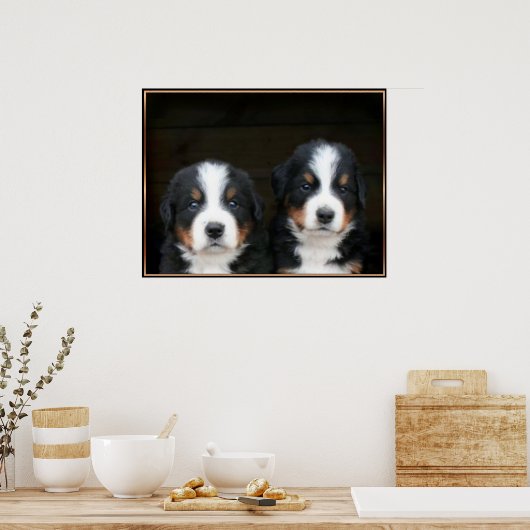 Bernese puppies poster (Keuken)