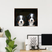 Bernese puppies poster (Thuiskantoor)