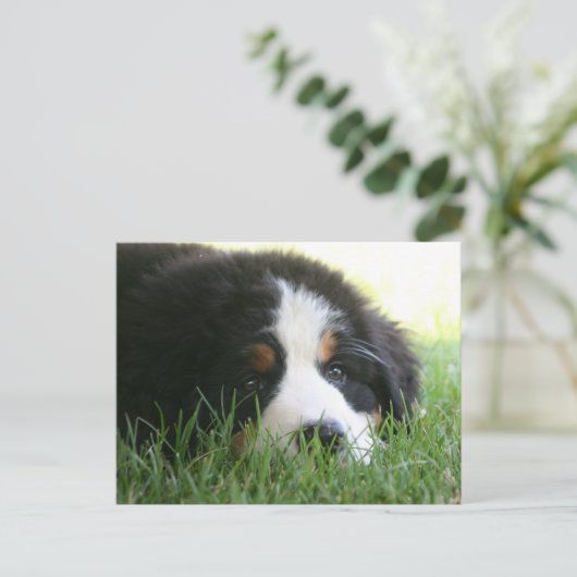 Bernese Puppy Briefkaart (Staand voorkant)