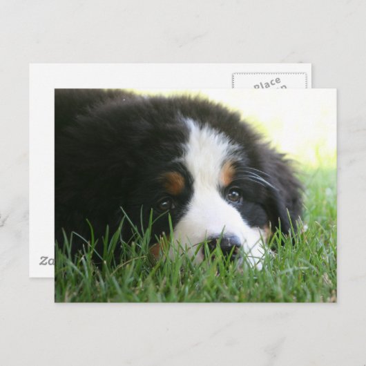 Bernese Puppy Briefkaart (Voorkant / Achterkant)