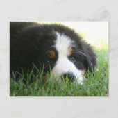 Bernese Puppy Briefkaart (Voorkant)
