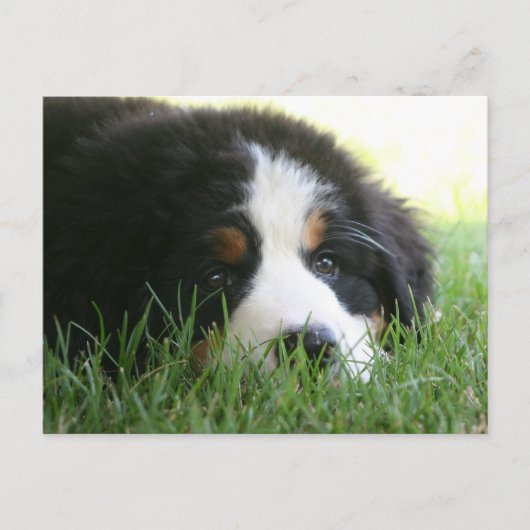 Bernese Puppy Briefkaart (Voorkant)
