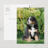 Bernese puppy briefkaart (Voorkant / Achterkant)