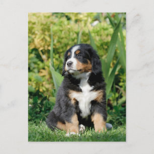 Bernese puppy briefkaart