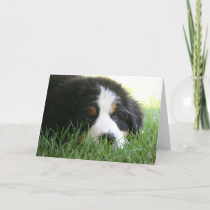 Bernese Puppy Kaart