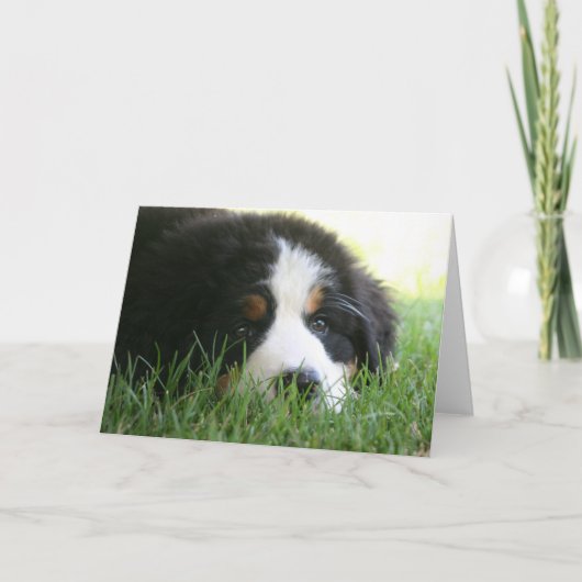 Bernese Puppy Kaart (Voorkant)