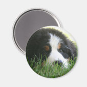 Bernese Puppy Magneet (Voorkant / Achterkant)