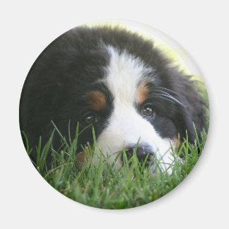Bernese Puppy Magneet