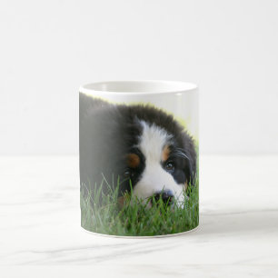 Bernese Puppy Mok