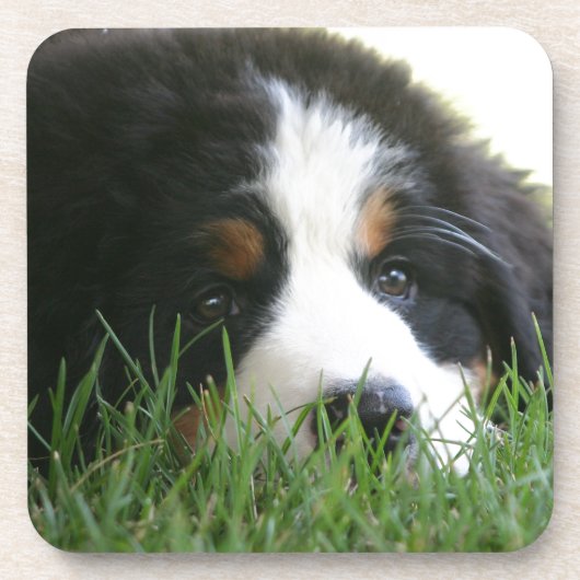 Bernese Puppy Onderzetter (Voorkant)
