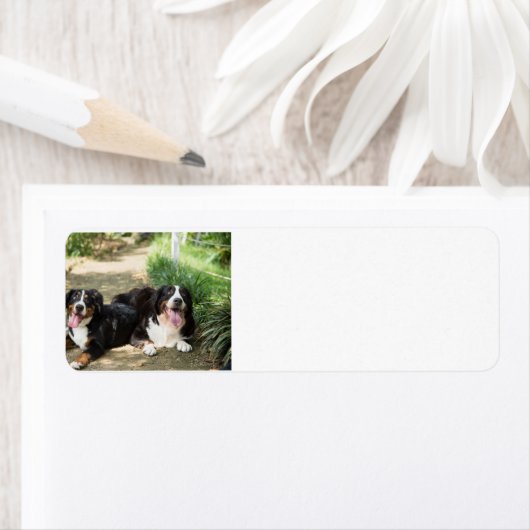 bernese roestgroep voor bernese honden etiket (Insitu)