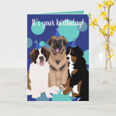 Bernese, Saint Bernard, Leonberger Birthday Kaart (Gele Bloem)