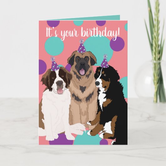 Bernese, Saint Bernard, Leonberger Birthday Kaart (Voorkant)