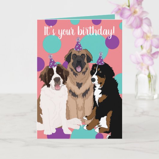 Bernese, Saint Bernard, Leonberger Birthday Kaart (Orchidee)