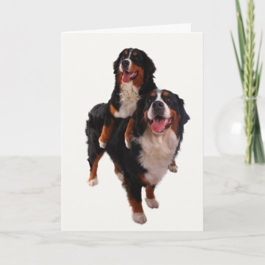 Bernese twee kaart (Voorkant)