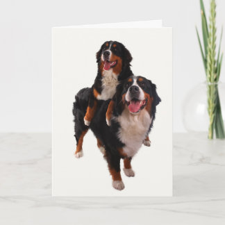 Bernese twee kaart