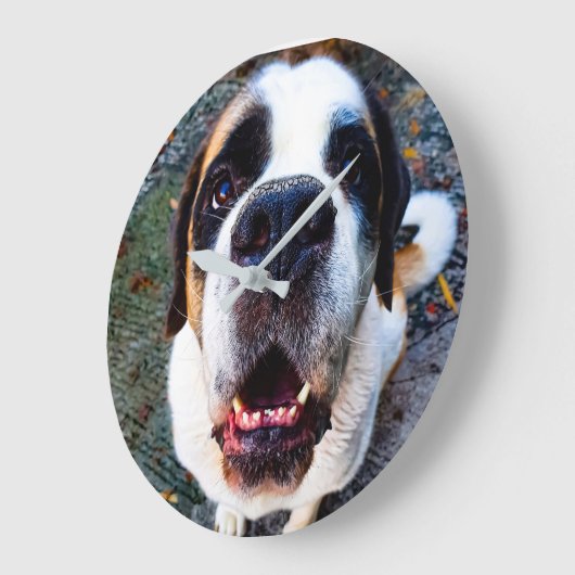 Bernhadiner  grote klok (Hoek)