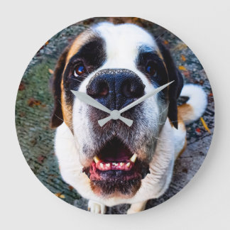 Bernhadiner  grote klok