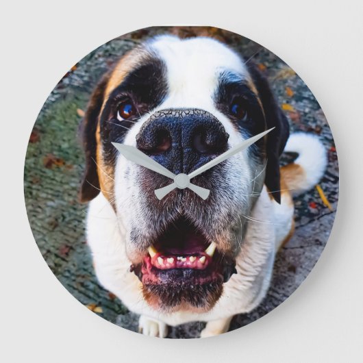 Bernhadiner  grote klok (Voorkant)