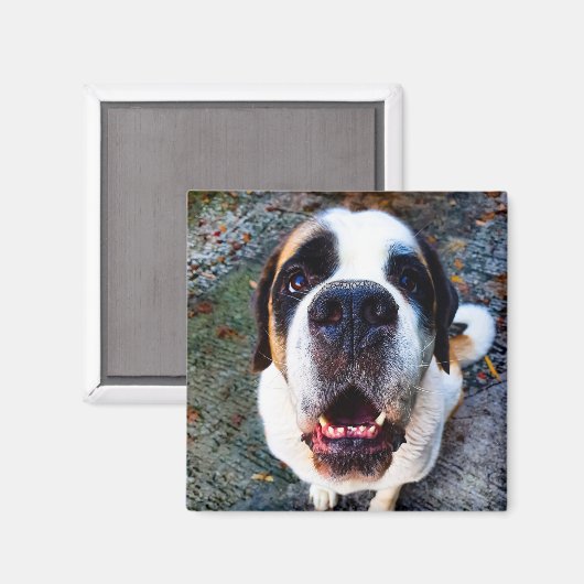 Bernhadiner  magneet (Voorkant / Achterkant)