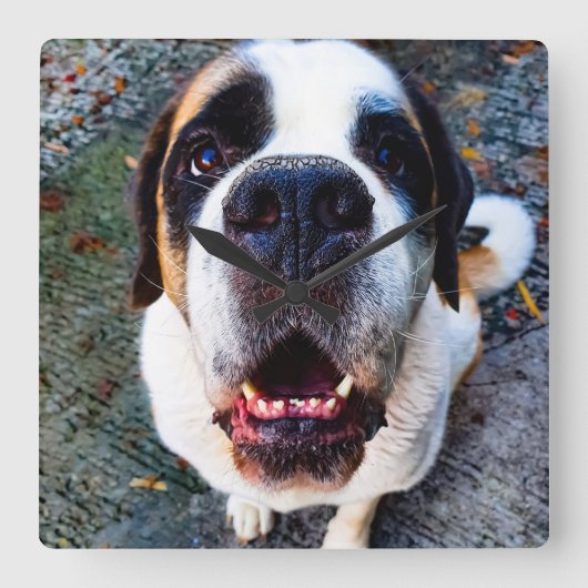 Bernhadiner  vierkante klok (Voorkant)