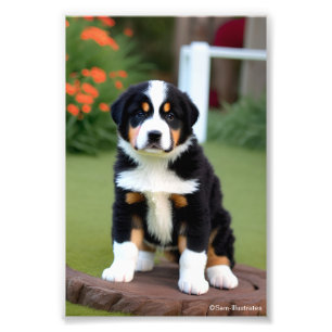 Bernice Mountain Puppy Satin Foto Uitbreiding Afdruk
