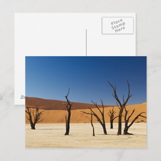 beroemde Deadvlei met dode bomen, woestijn 3 Briefkaart (Voorkant / Achterkant)