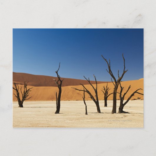 beroemde Deadvlei met dode bomen, woestijn 3 Briefkaart (Voorkant)