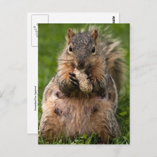 beroemde vosseneekhoorn briefkaart (Voorkant / Achterkant)