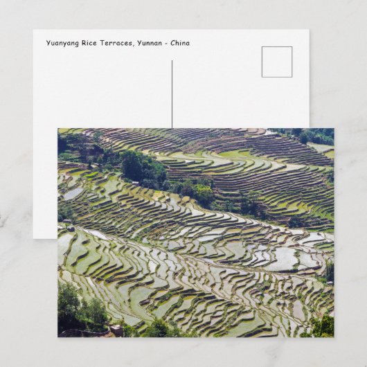 Beroemde Yuanyang Rijstterrassen - Yunnan, China Briefkaart (Voorkant / Achterkant)