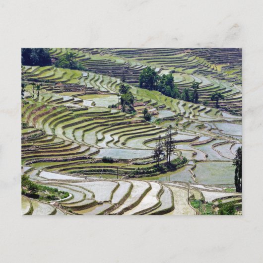 Beroemde Yuanyang Rijstterrassen - Yunnan, China Briefkaart (Voorkant)