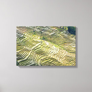 Beroemde Yuanyang Rijstterrassen - Yunnan, China Canvas Afdruk