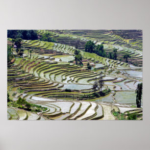 Beroemde Yuanyang Rijstterrassen - Yunnan, China Poster