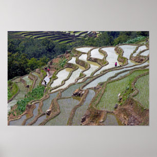 Beroemde Yuanyang Rijstterrassen - Yunnan, China Poster