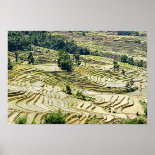 Beroemde Yuanyang Rijstterrassen - Yunnan, China Poster