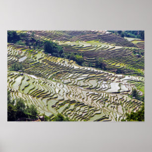 Beroemde Yuanyang Rijstterrassen - Yunnan, China Poster