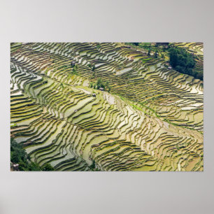 Beroemde Yuanyang Rijstterrassen - Yunnan, China Poster