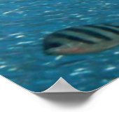 Beroemde zeemeermin poster (Hoek)