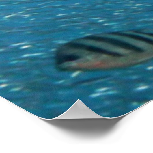 Beroemde zeemeermin poster (Hoek)