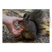 beroerte een eekhoorn (Voorkant Horizontaal)