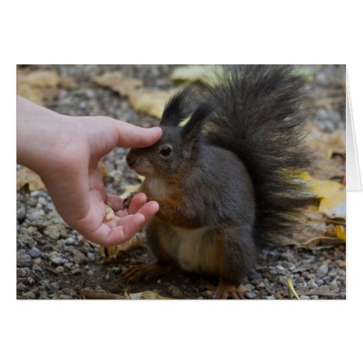 beroerte een eekhoorn (Voorkant Horizontaal)