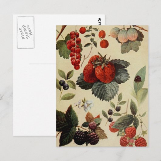 BERRIES BERRIES BRIEFKAART (Voorkant / Achterkant)