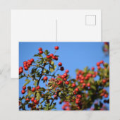 Berries Briefkaart (Voorkant / Achterkant)