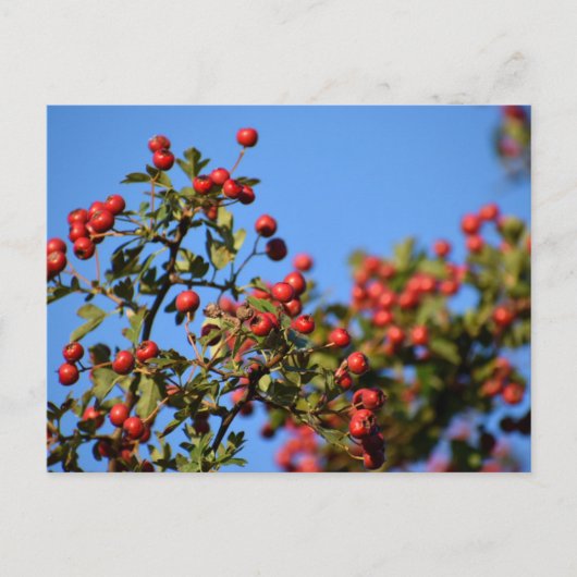 Berries Briefkaart (Voorkant)