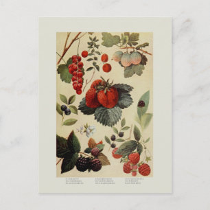 Berries Briefkaart
