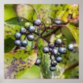 Berries on a Branch Poster (Voorkant)
