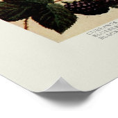 Berries Poster (Hoek)