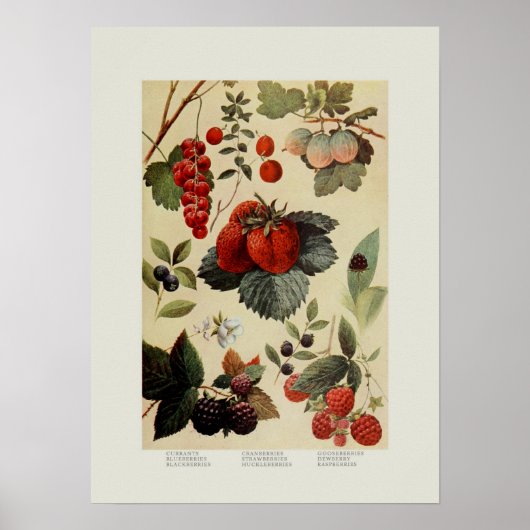 Berries Poster (Voorkant)