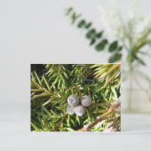 Berry Baubles Briefkaart (Staand voorkant)