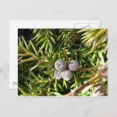 Berry Baubles Briefkaart (Voorkant / Achterkant)